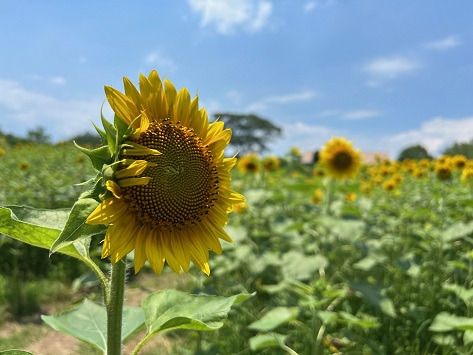 おおがファーム