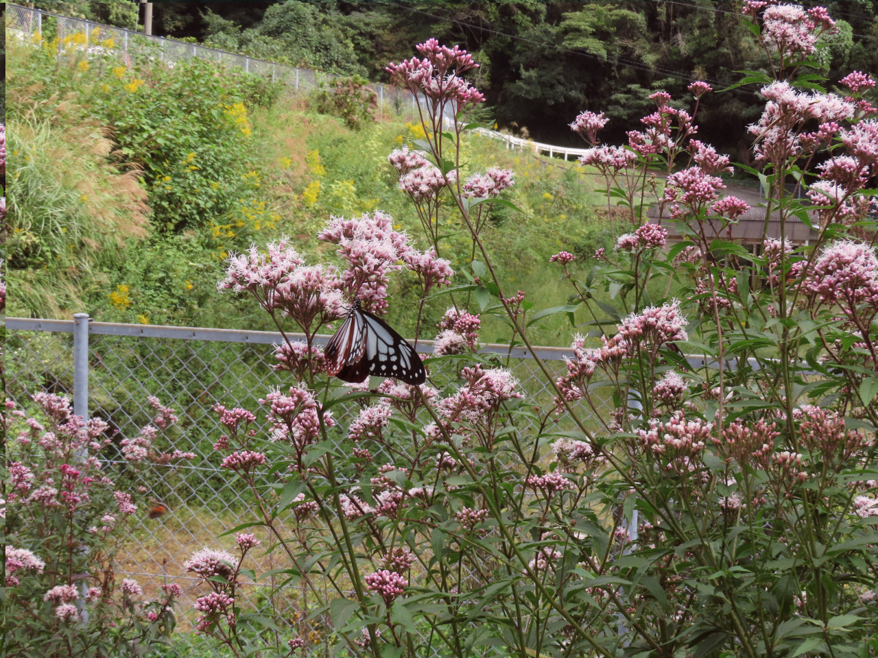 アサギマダラ休息地
